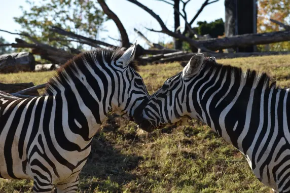 Casinia Kazino Pagalba